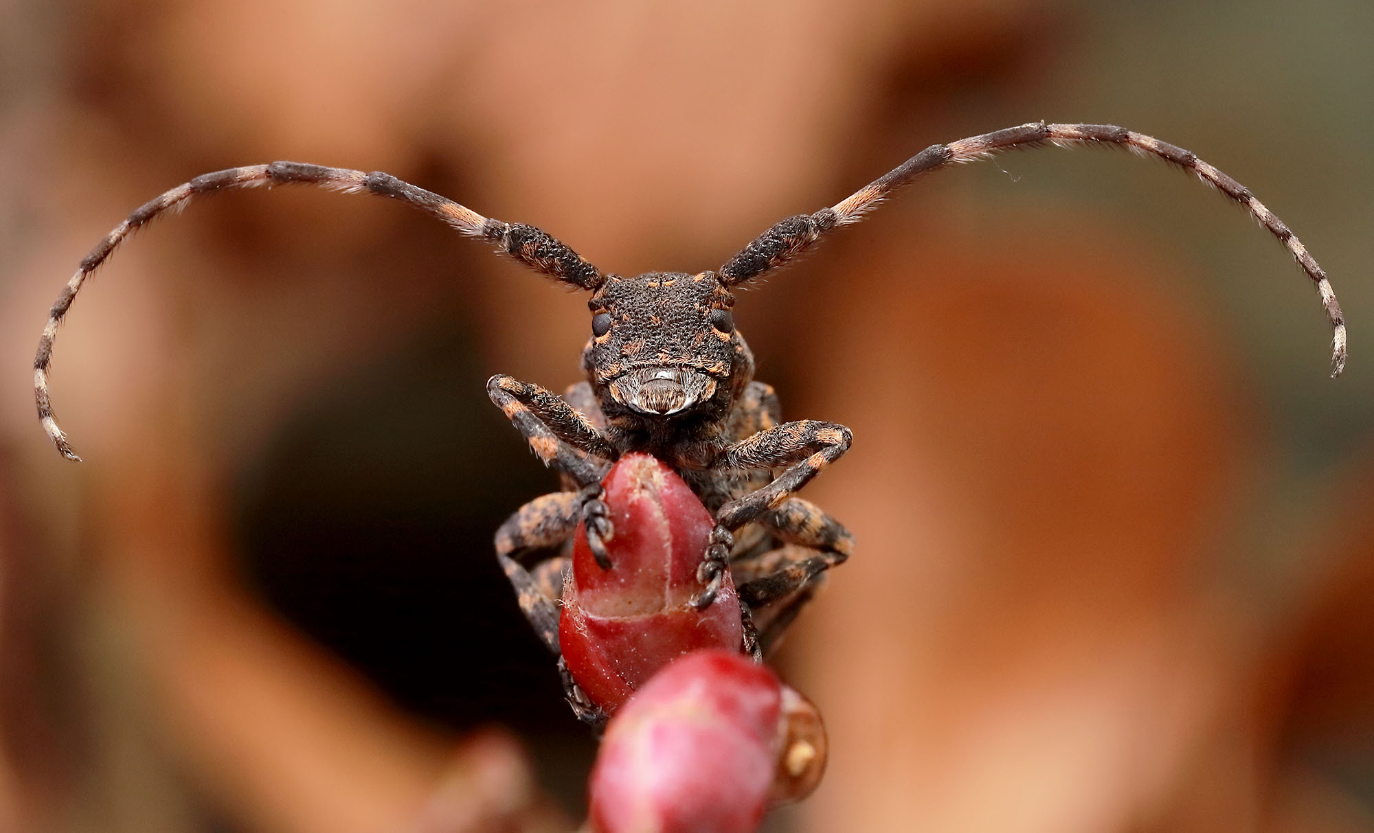 Mesosa curculionoides