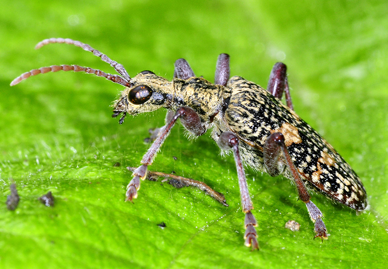 Rhagium fasciculatum