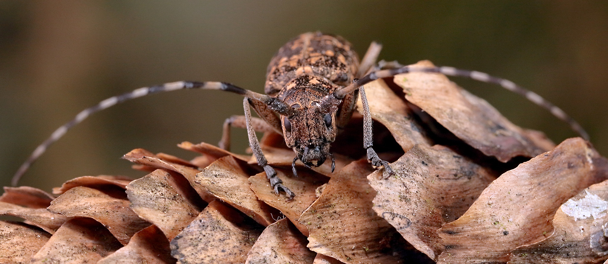 Monochamus saltuarius