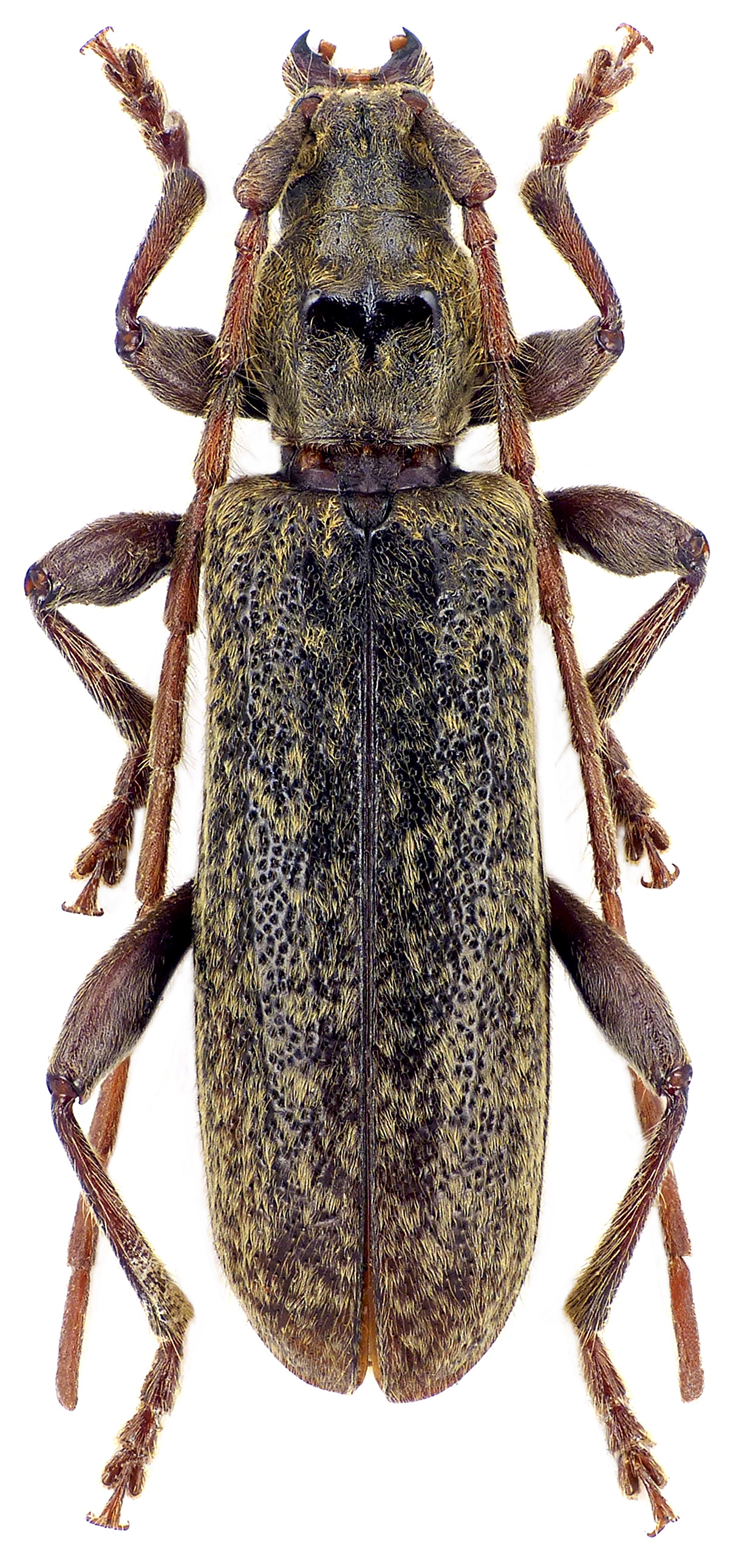 Blabinotus spinicollis