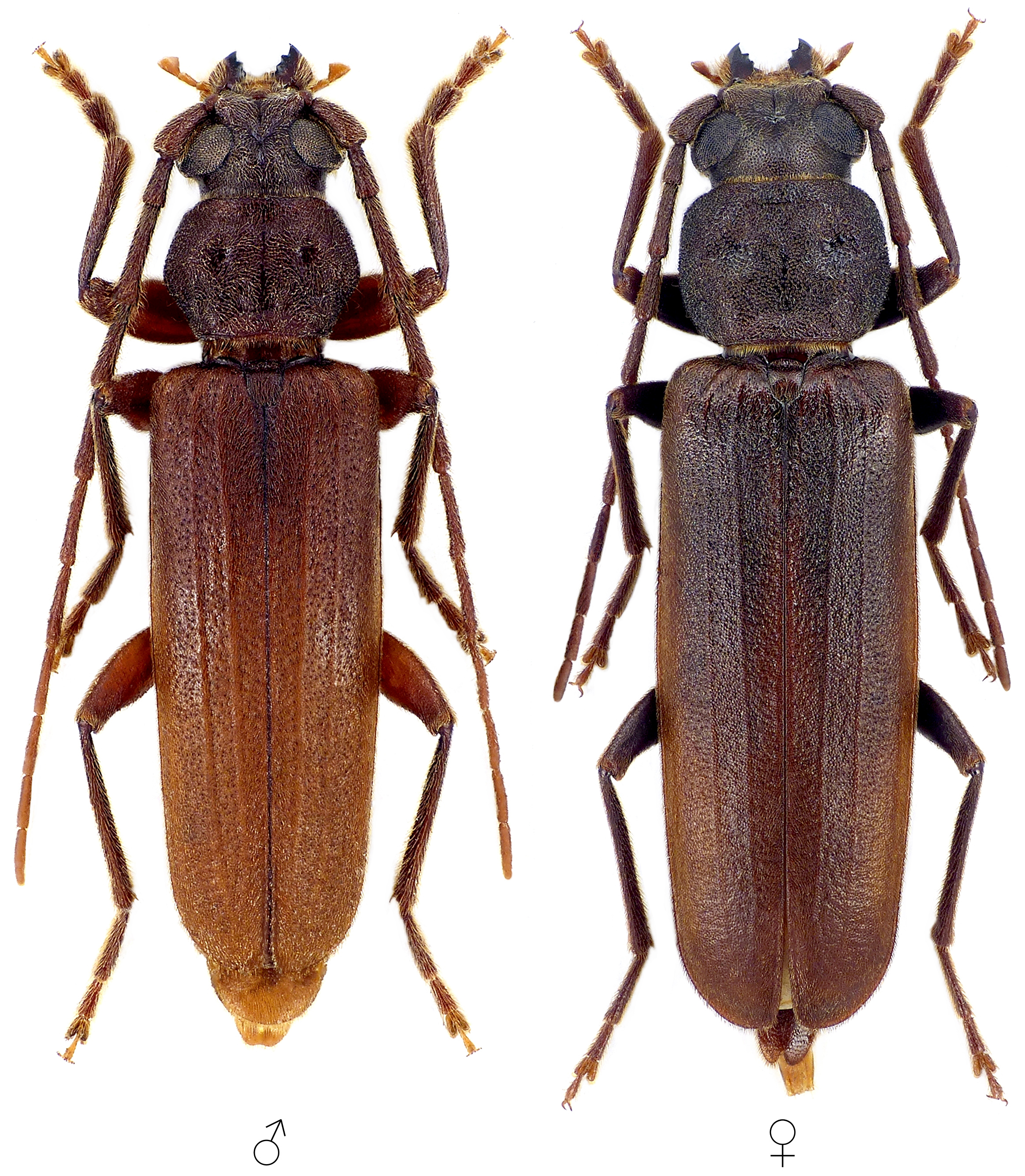 Arhopalus syriacus