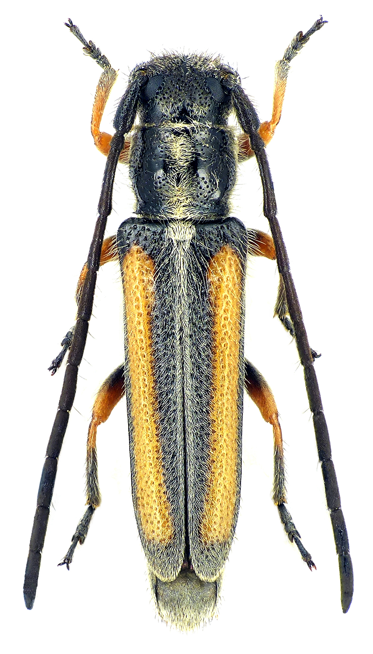 Phytoecia vittipennis