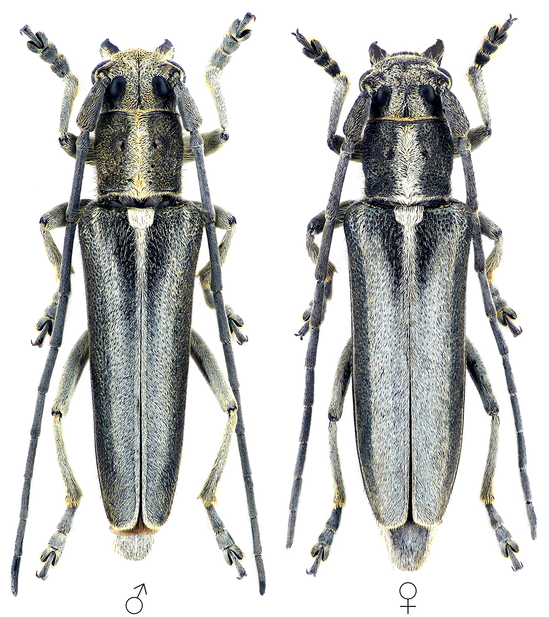 Phytoecia rebeccae