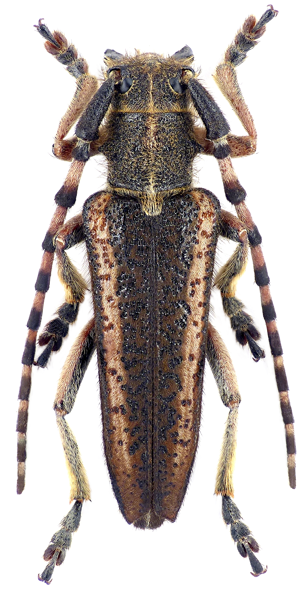 Mallosiola regina