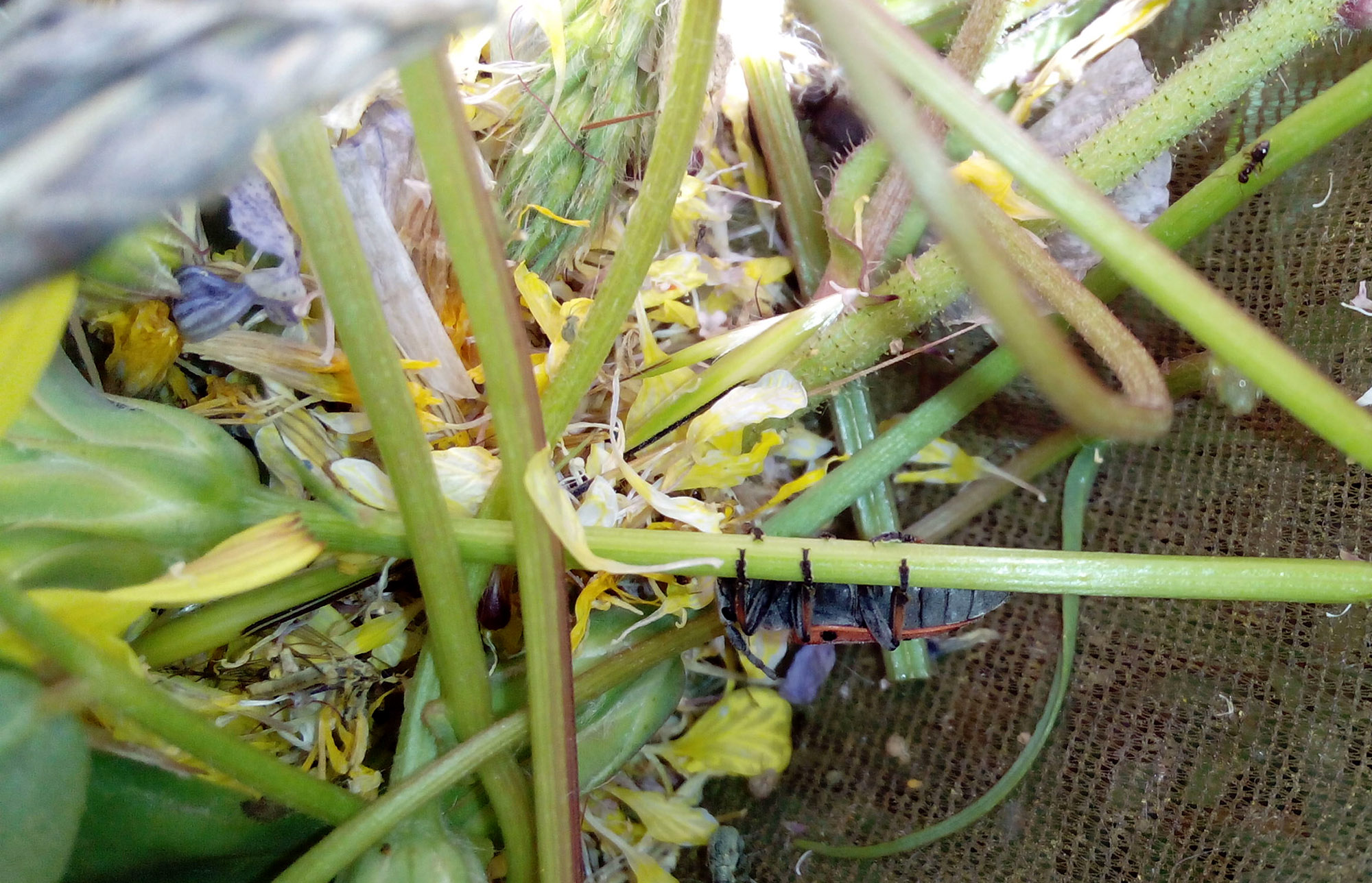 Phytoecia armeniaca armeniaca