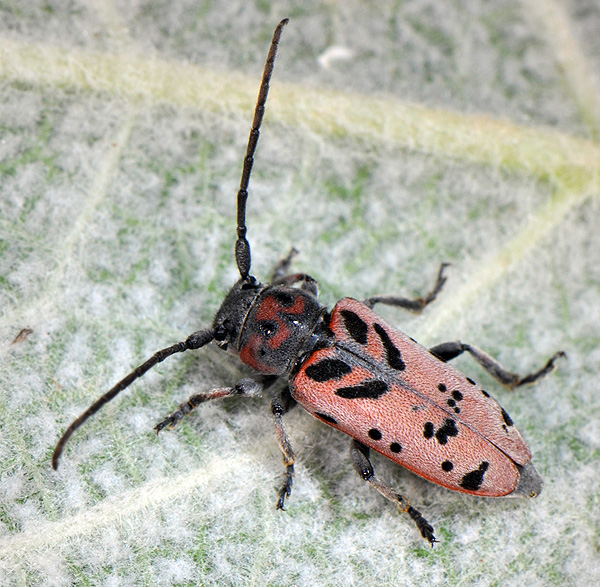 Phytoecia armeniaca armeniaca