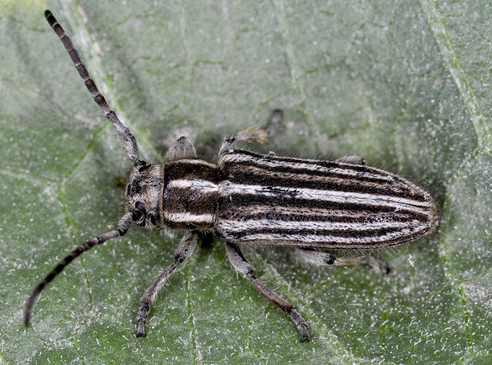 Phytoecia urartica