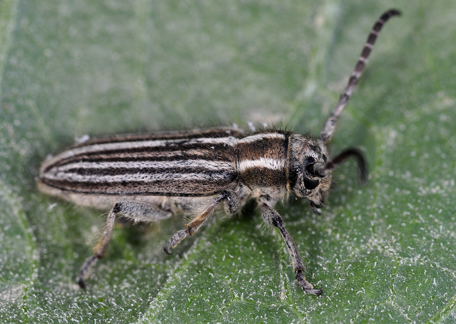 Phytoecia urartica