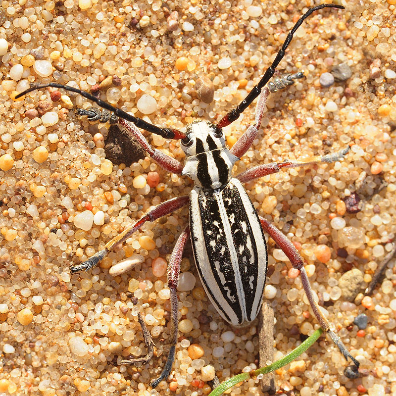 Dorcadion irinae