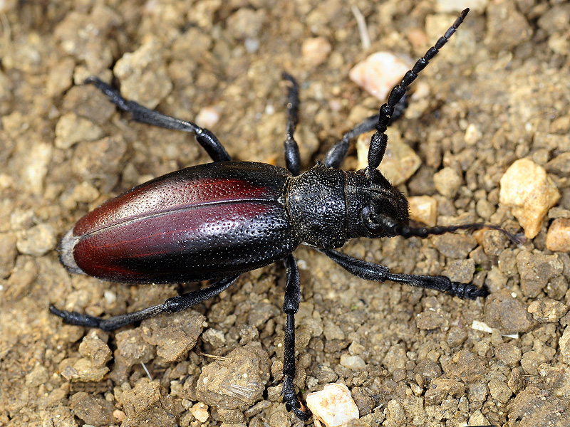 Dorcadion hybridum