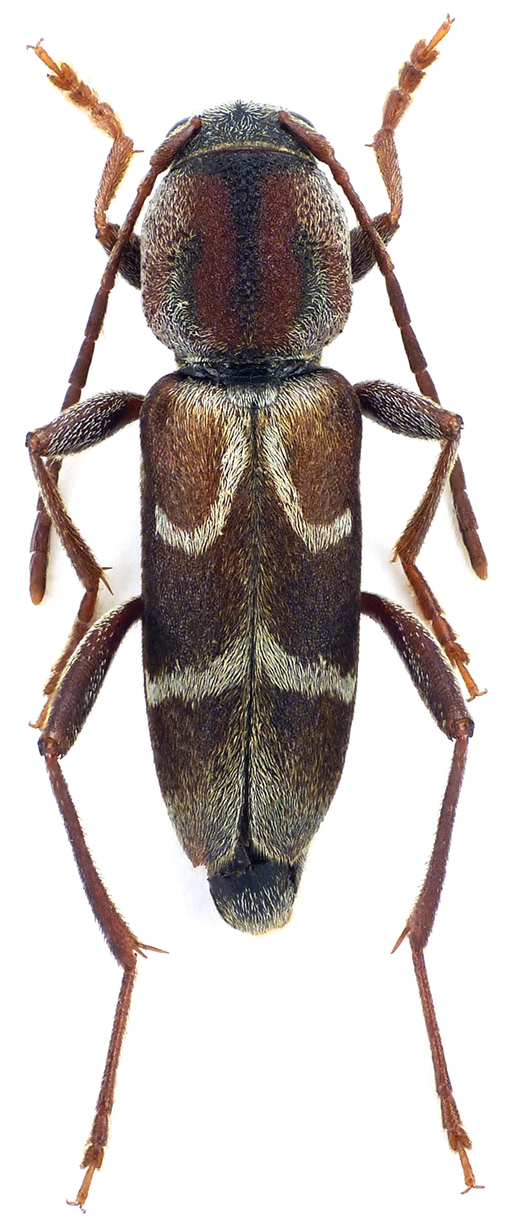 Pseudosphegesthes brunnescens