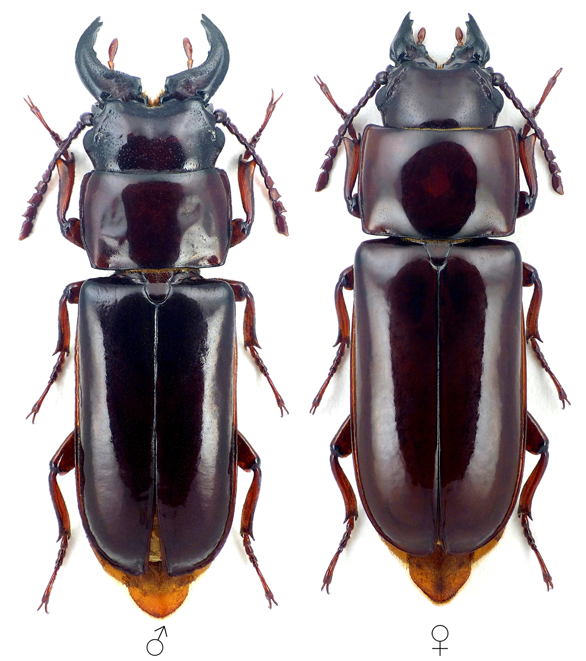 Archandra caspia