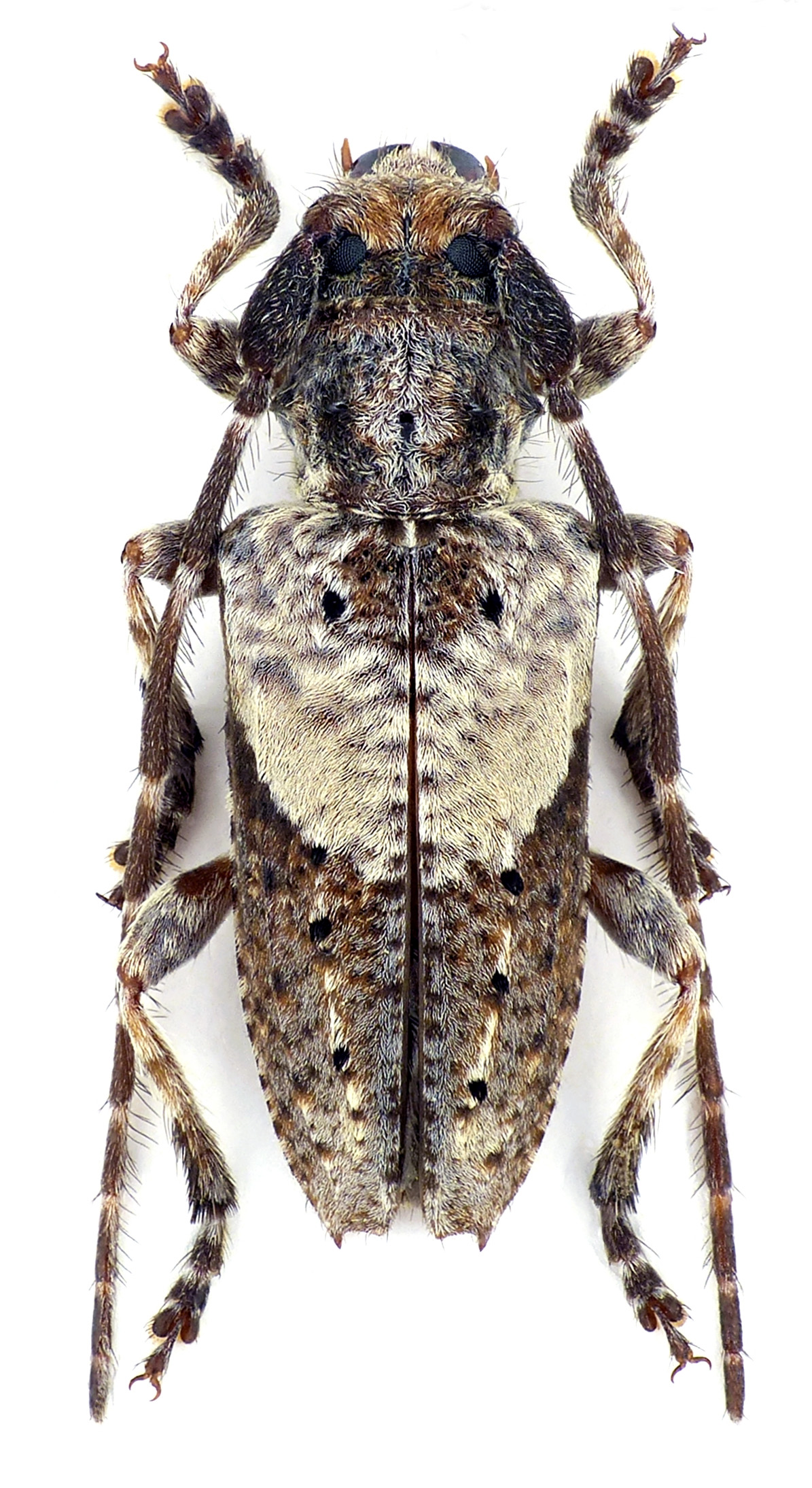 Pogonocherus anatolicus