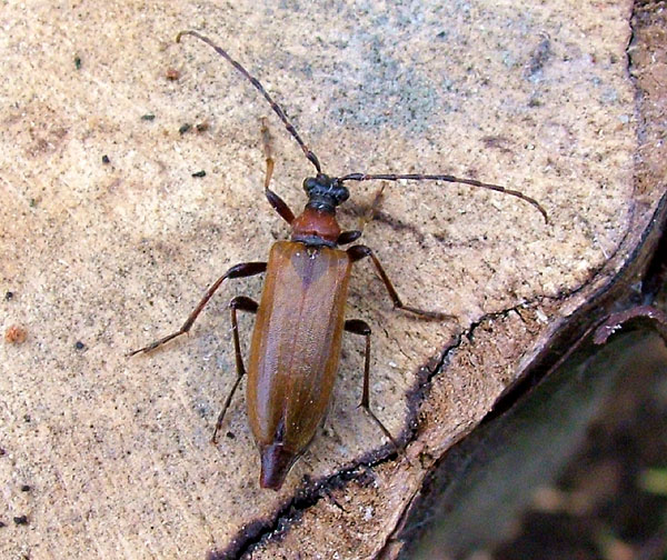 Stictoleptura palmi