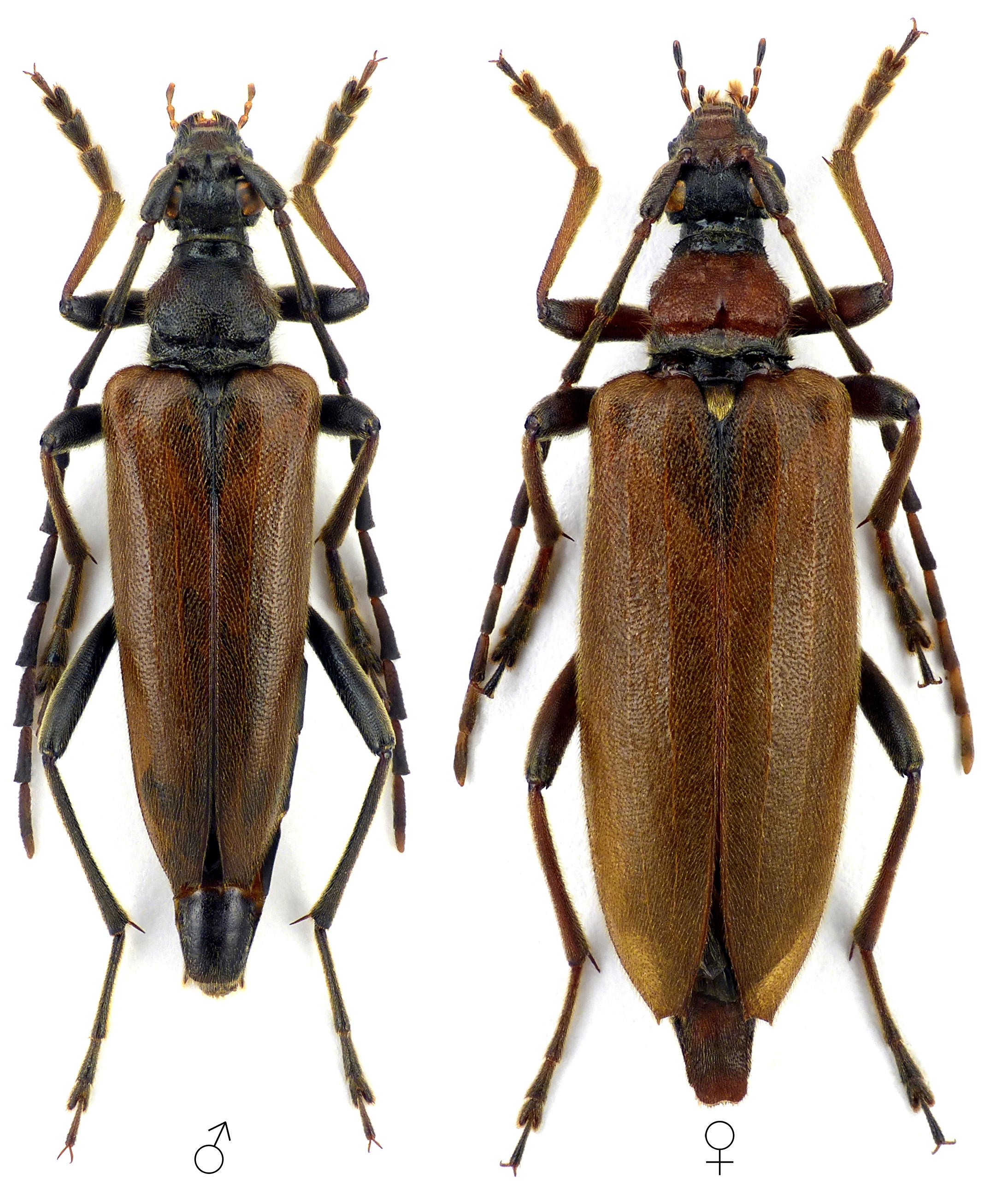 Stictoleptura palmi