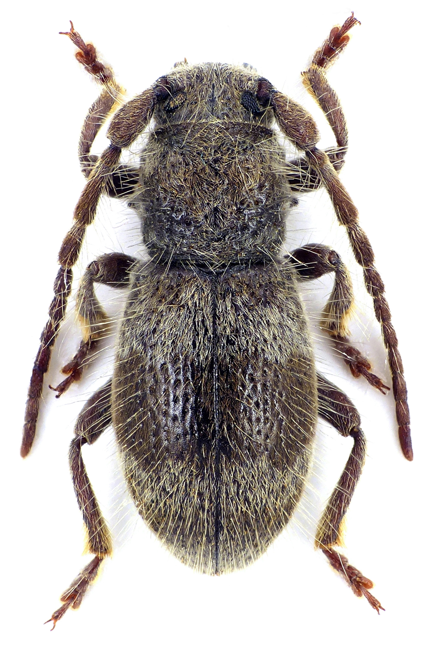 Parmena solieri breuningi