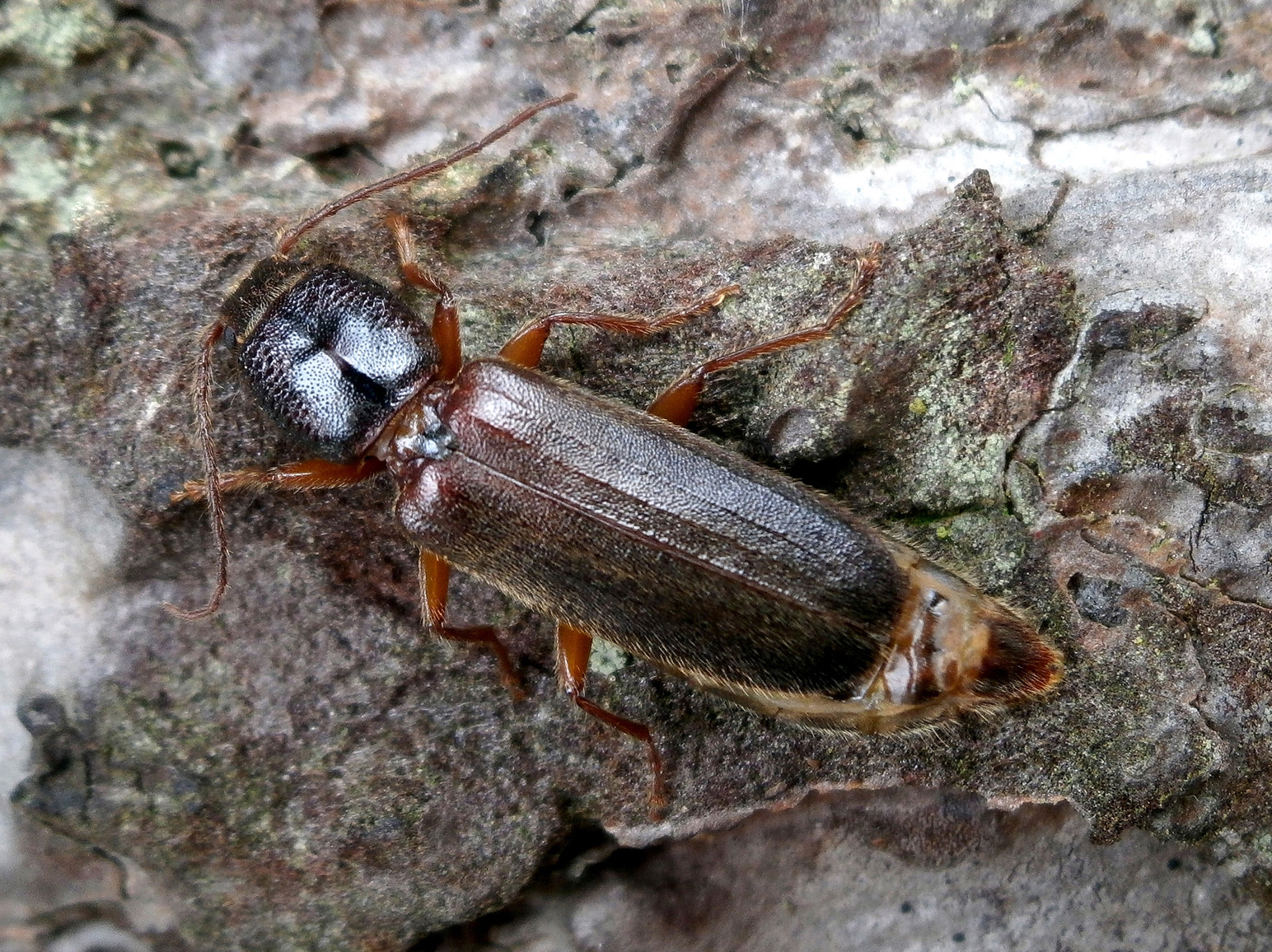 Nothorhina muricata