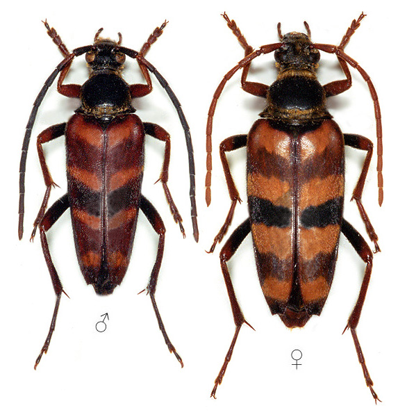 Leptura aurulenta