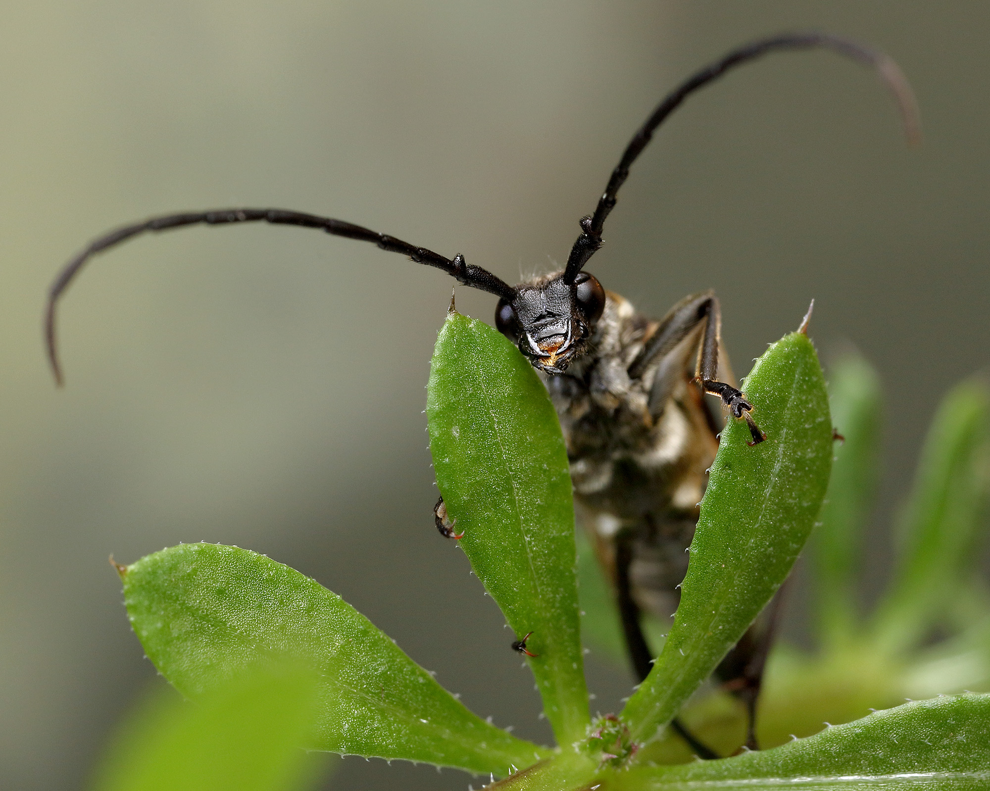 Leptura quadrifasciata