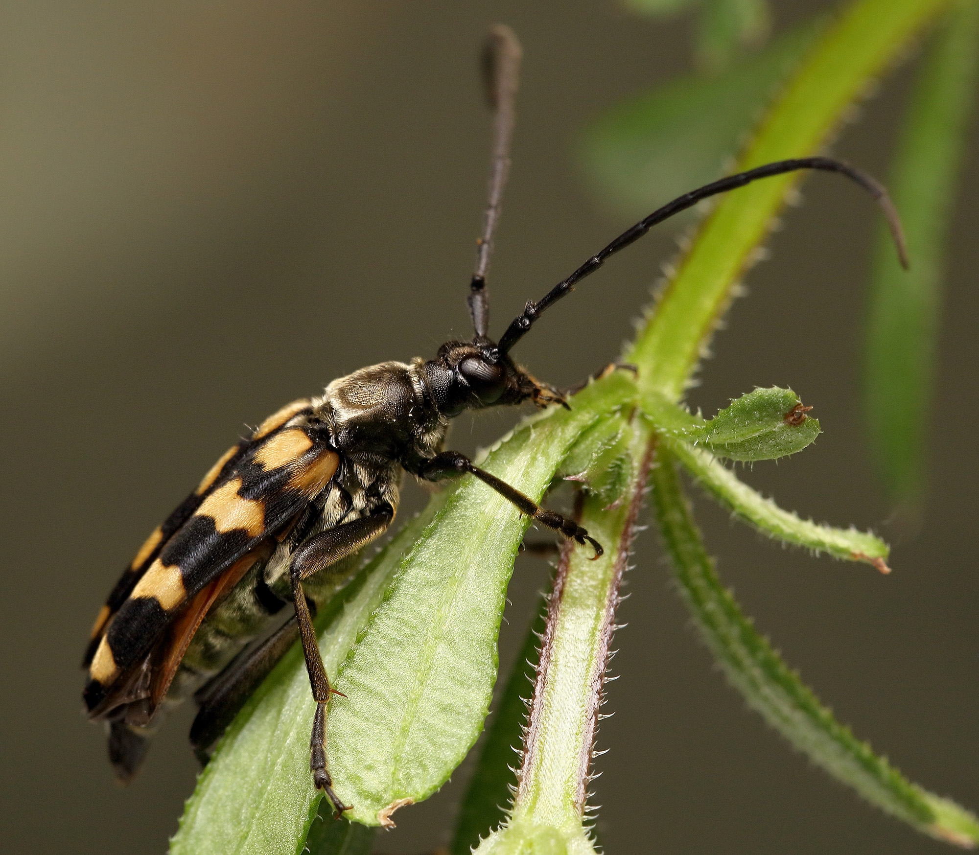 Leptura quadrifasciata