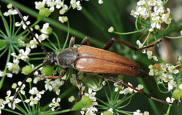 Pedostrangalia pubescens