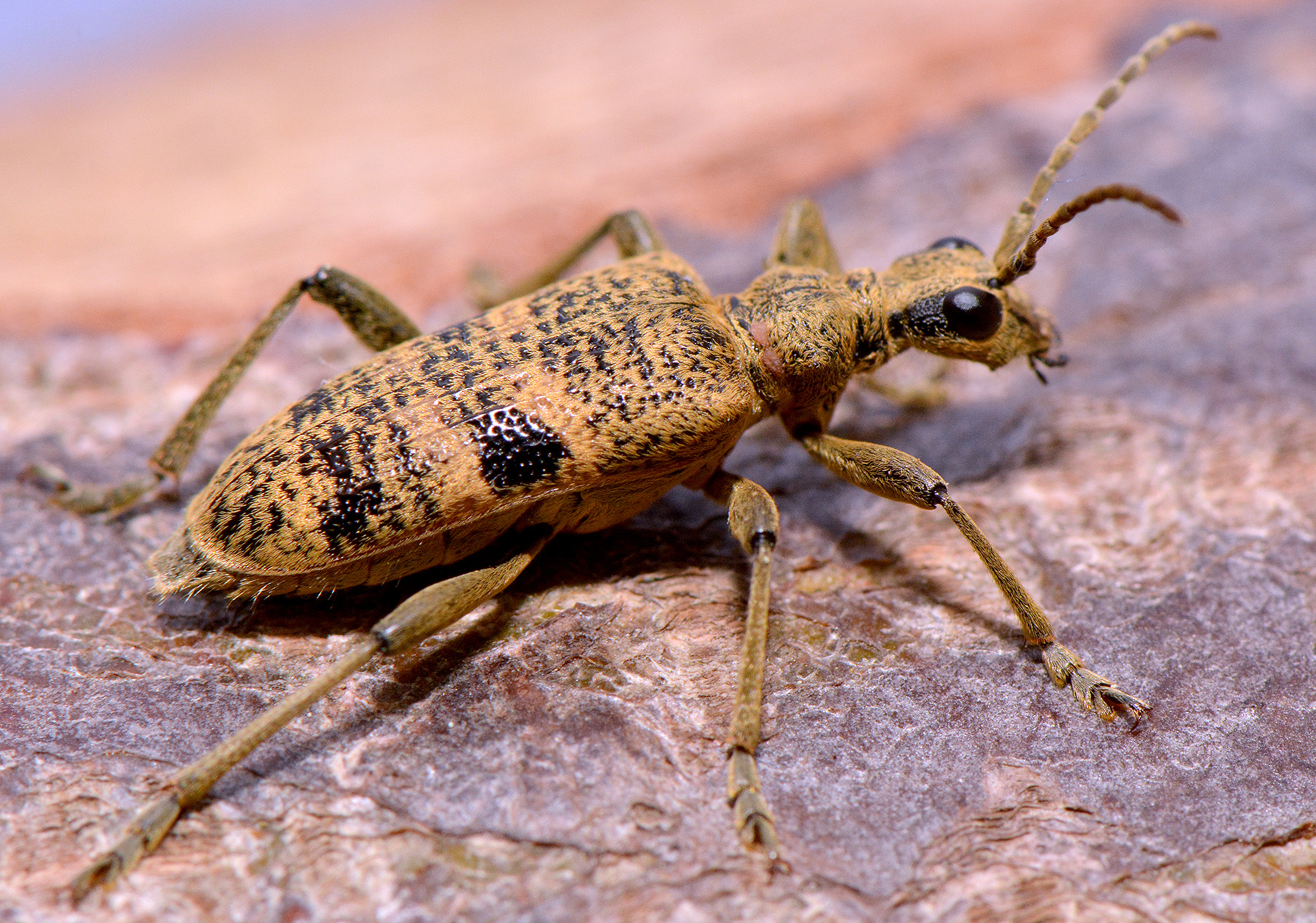 Rhagium mordax