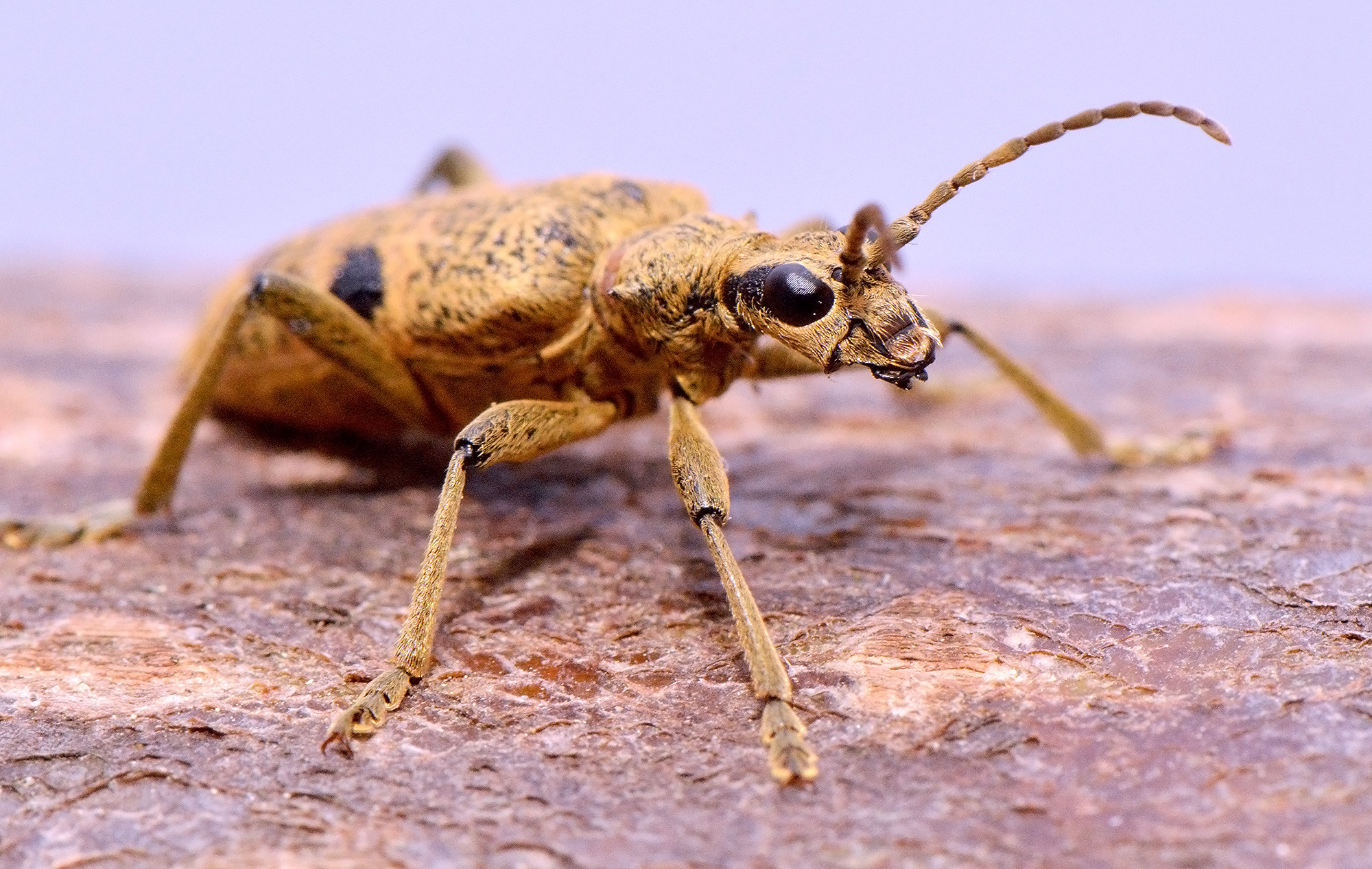 Rhagium mordax