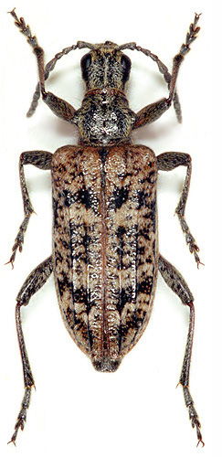 Rhagium inquisitor