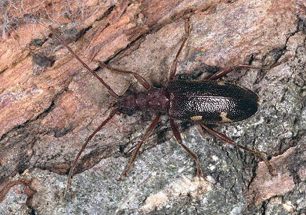 Xylosteus caucasicola kadleci