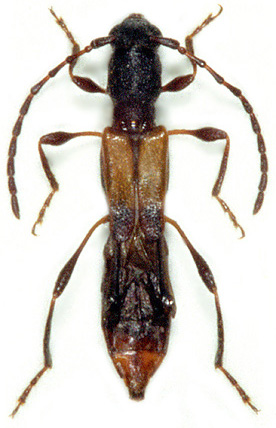 Dolocerus reichii