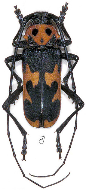 Purpuricenus budalmatinus