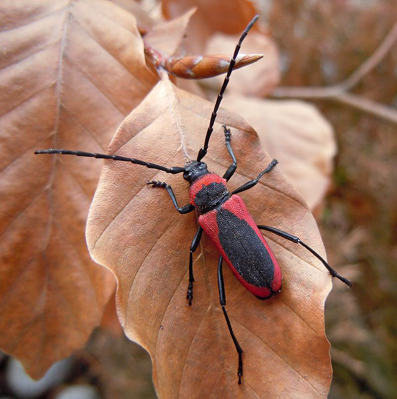 Purpuricenus kaehleri menetriesi