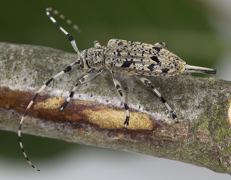 Acanthocinus xanthoneurus