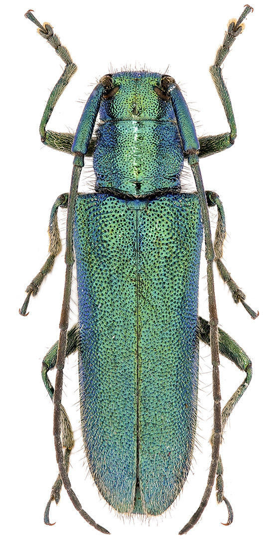 Agapanthia naciyae