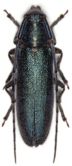 Agapanthia osmanlis