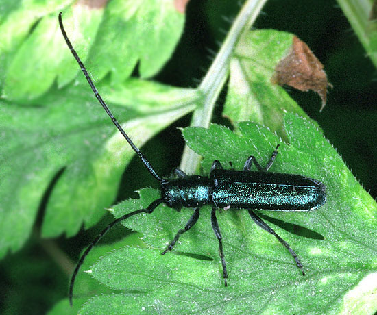 Agapanthia violacea