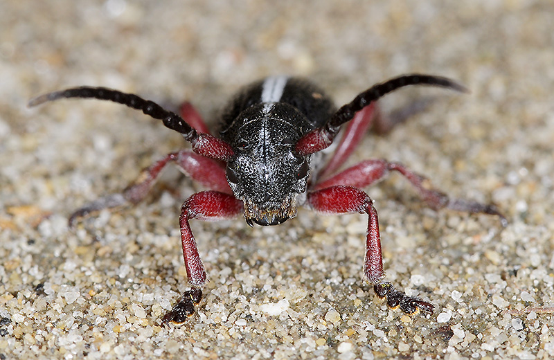 Dorcadion gallipolitanum atritarse