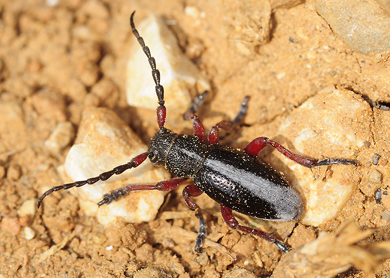 Dorcadion gallipolitanum gallipolitanum