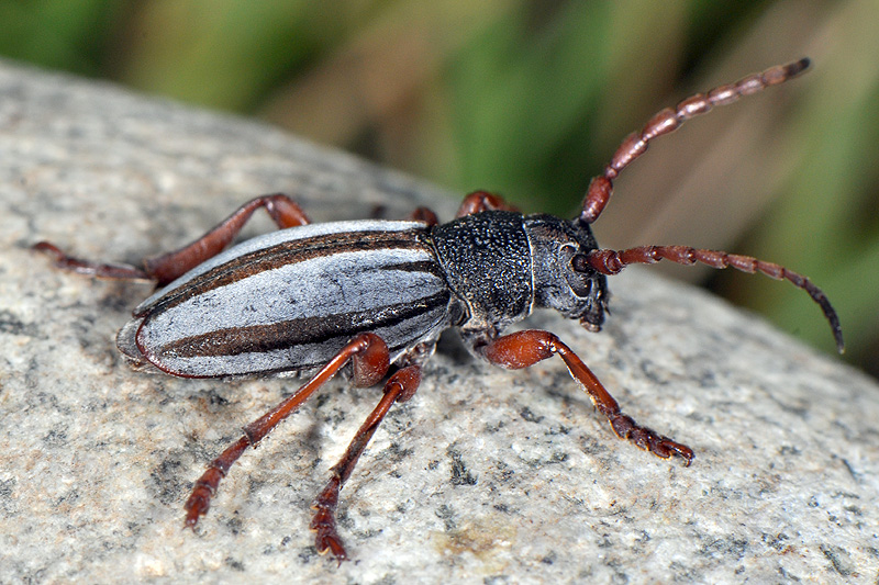 Dorcadion indutum