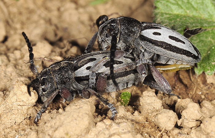 Dorcadion ljubetense ljubetense