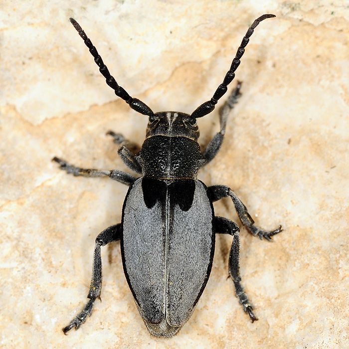 Dorcadion macedonicum