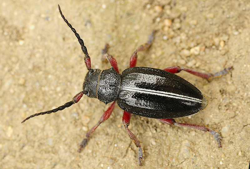 Dorcadion pedestre