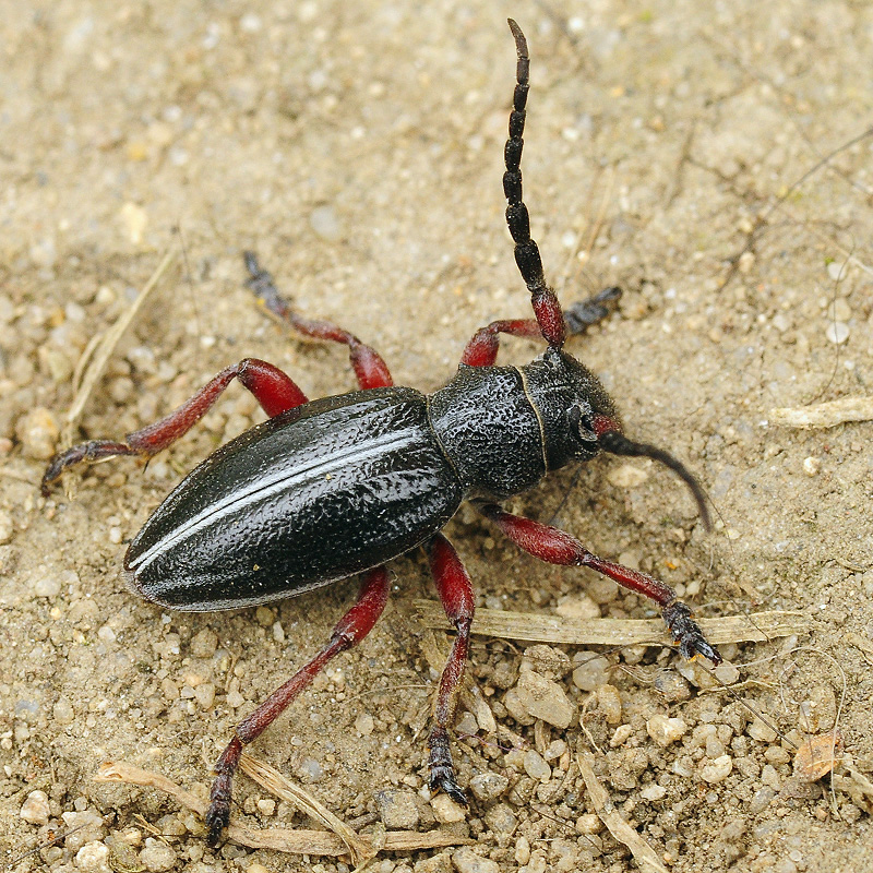 Dorcadion pedestre