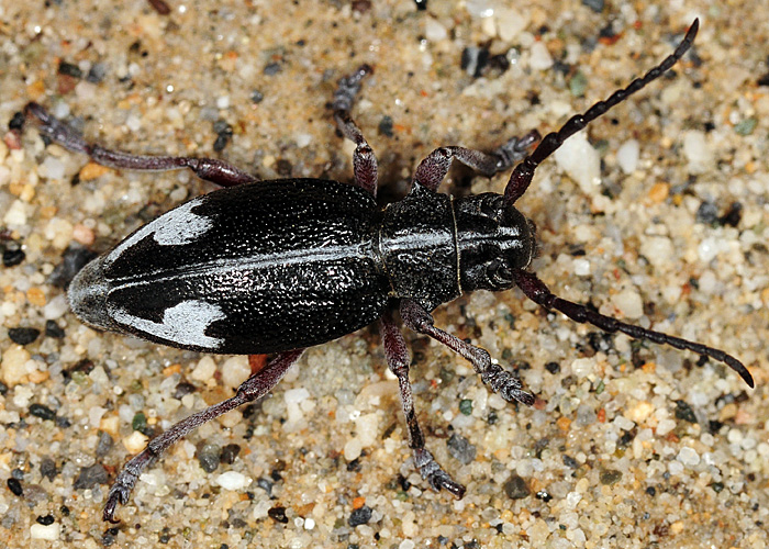 Dorcadion purkynei