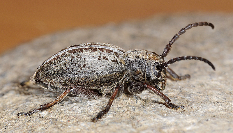 Dorcadion xerophilum