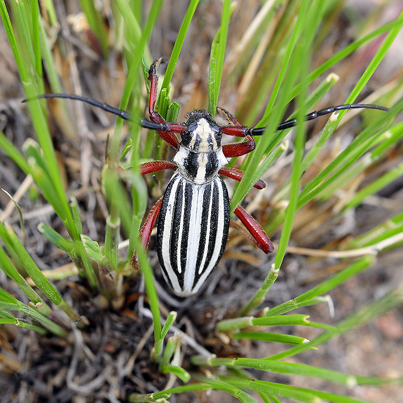 Dorcadion balchashense balchashense male