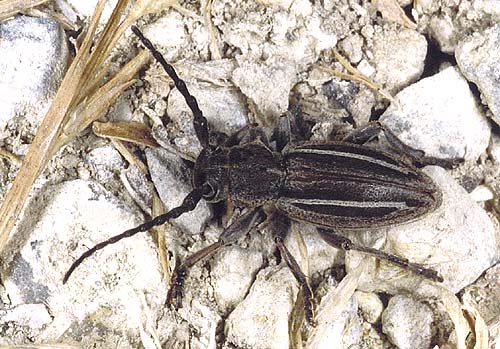 Neodorcadion bilineatum