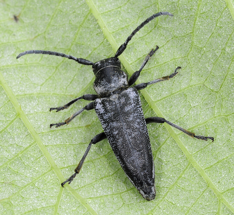 Phytoecia antoniae