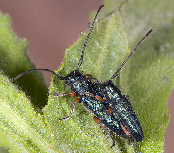 Phytoecia millefolii alziari