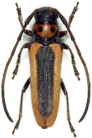 Phytoecia praetextata praetextata